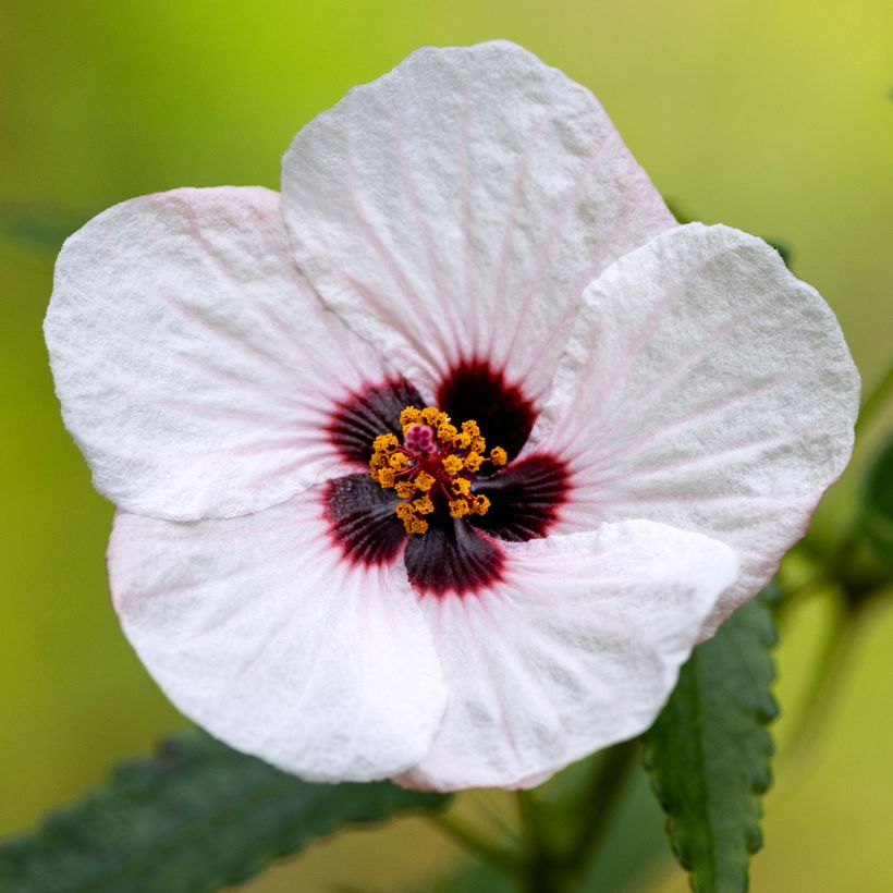 Pavonia hastata - Pavonie hastée (Floraison)