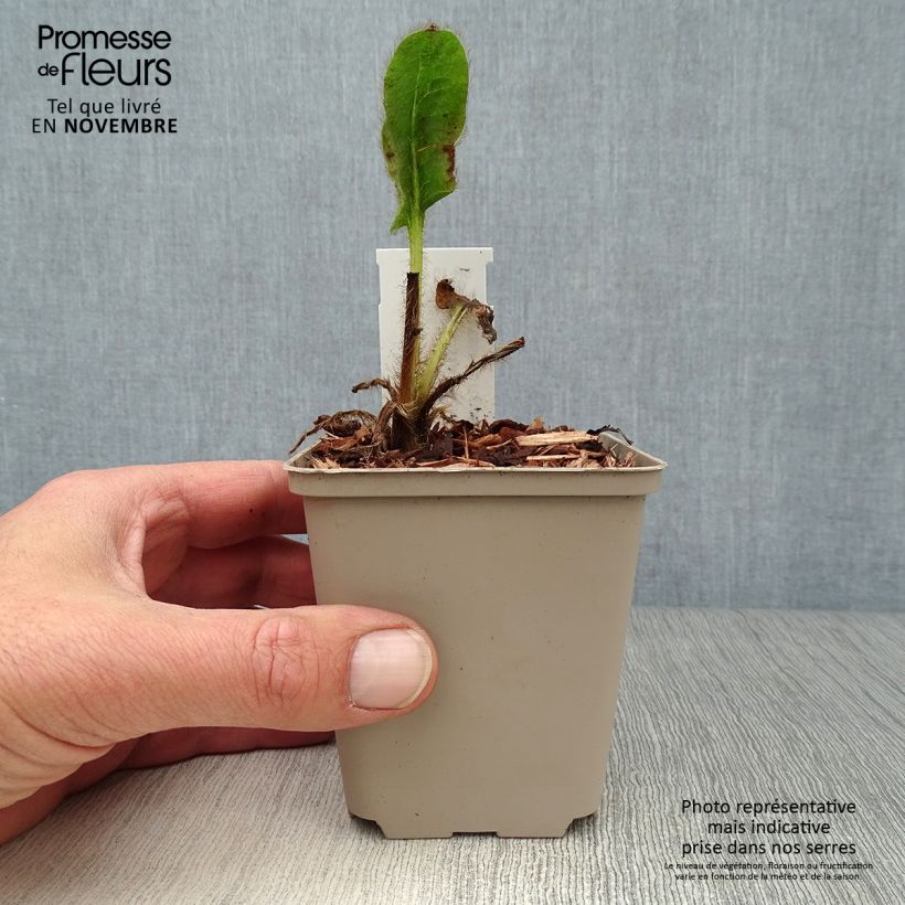 Spécimen de Pavot bleu de l Himalaya - Meconopsis betonicifolia Godet de 8/9 cm tel que livré en automne