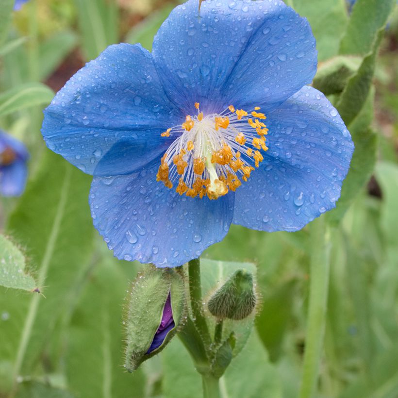 Pavot bleu de l Himalaya - Meconopsis betonicifolia (Floraison)