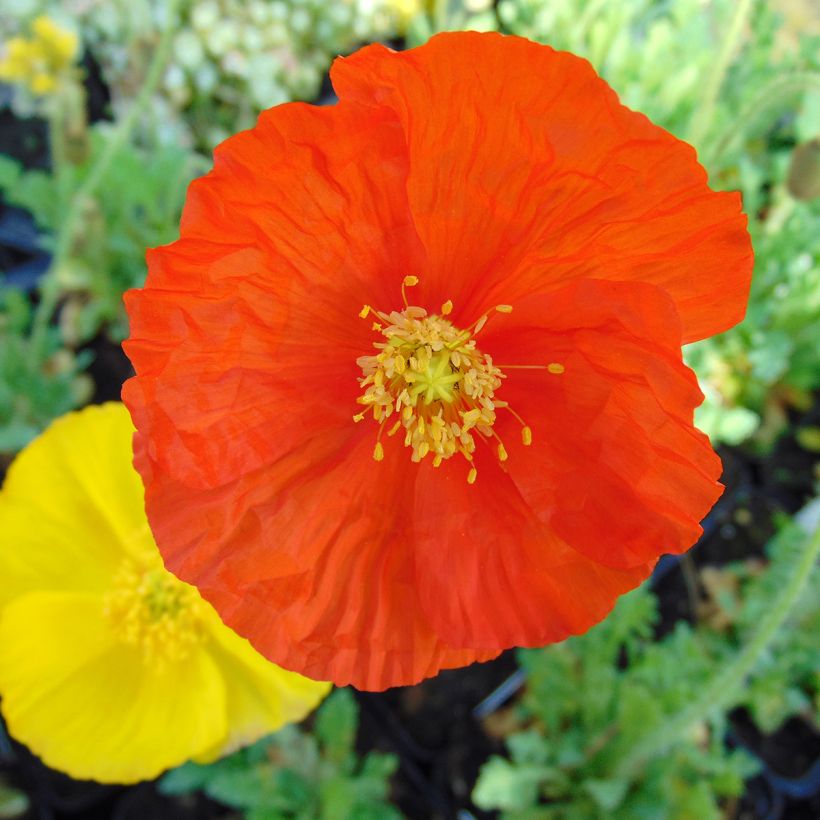 Pavot d Islande - Papaver nudicaule Gartenzwerg (Floraison)