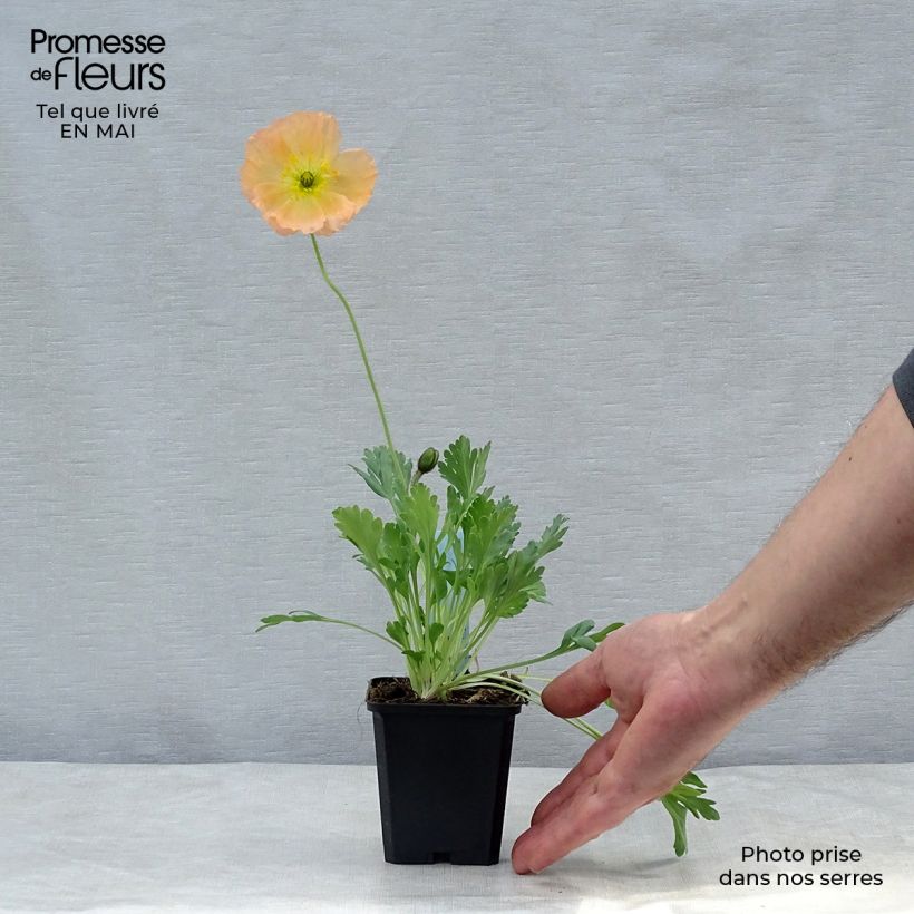 Spécimen de Pavot d Islande - Papaver nudicaule Gartenzwerg Godet de 9cm tel que livré au printemps