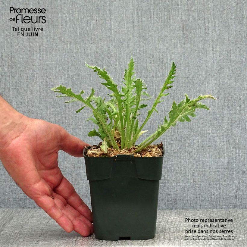 Spécimen de Pavot d Islande - Papaver nudicaule Gartenzwerg Godet de 8/9 cm tel que livré en été