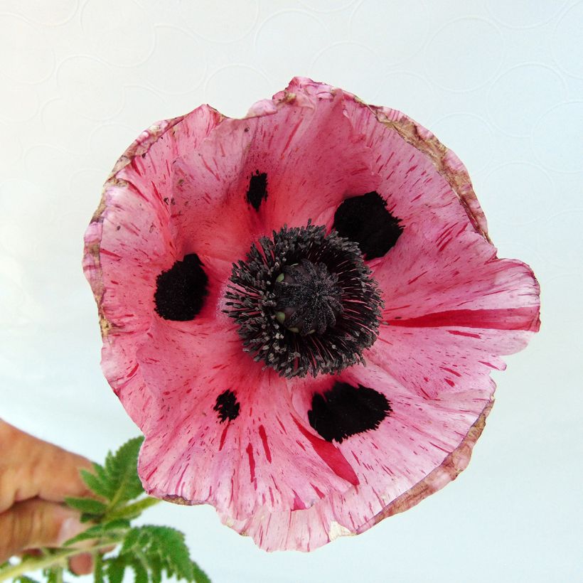 Pavot d'Orient Clochard - Papaver orientale (Floraison)