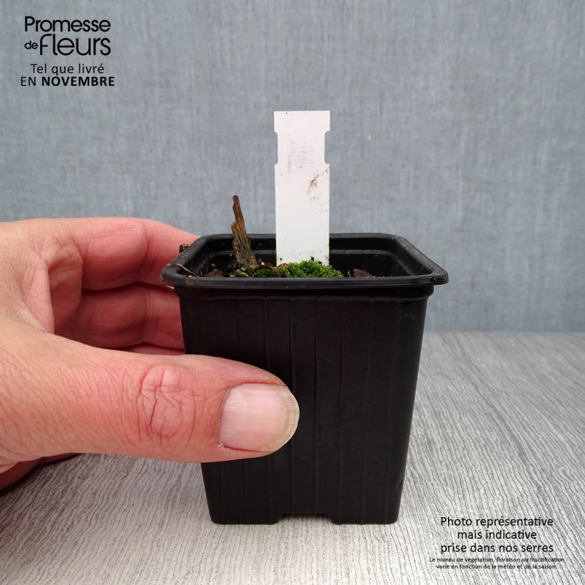 Spécimen de Pavot d'Orient Clochard - Papaver orientale Godet de 8/9 cm tel que livré en automne