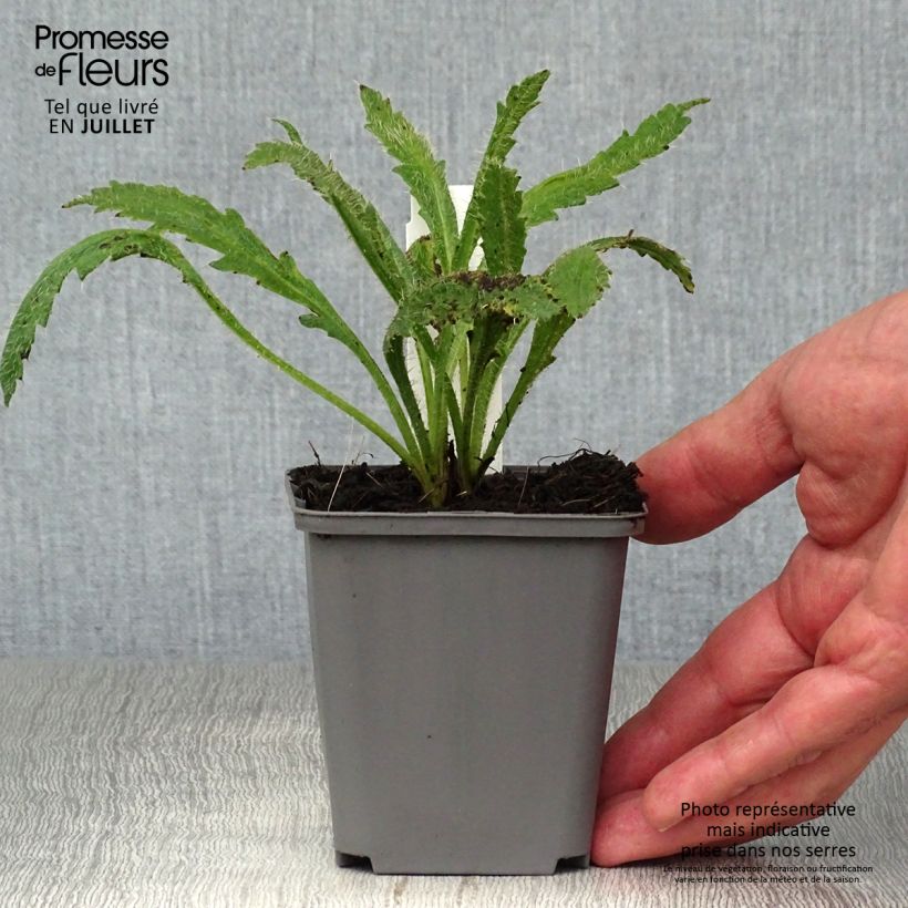 Spécimen de Pavot d'Orient Harvest Moon - Papaver orientale Godet de 8/9 cm tel que livré en été