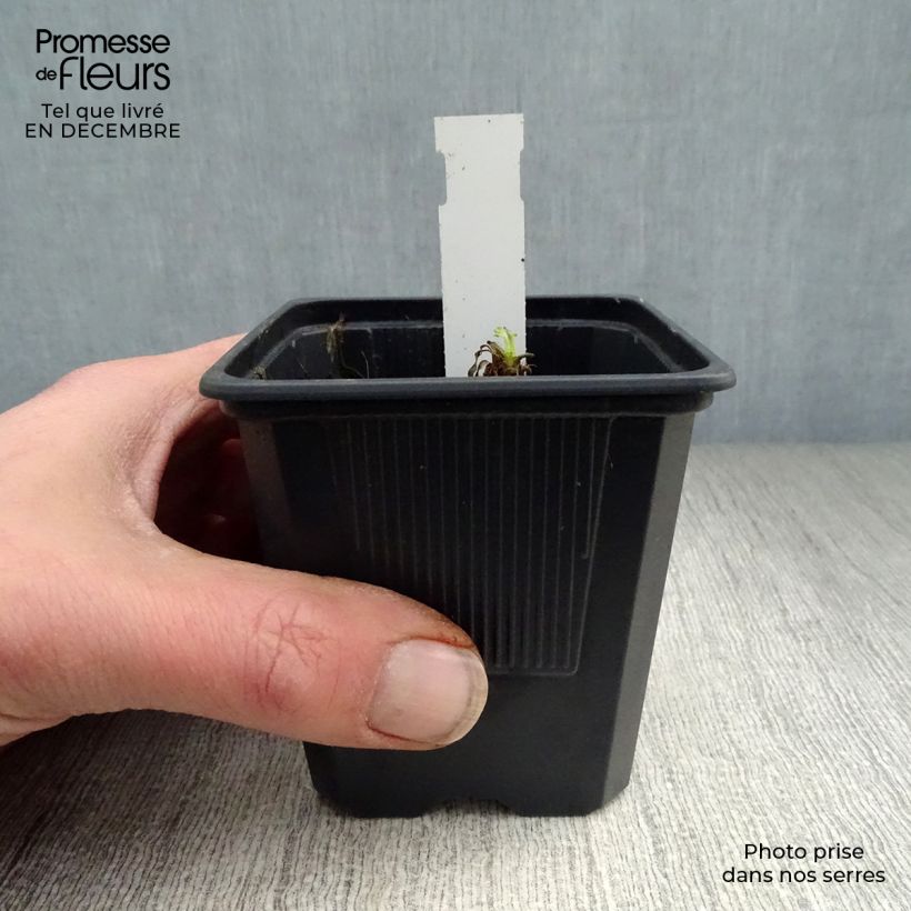 Spécimen de Pavot d'Orient Karine - Papaver orientale Godet de 8/9 cm tel que livré en hiver
