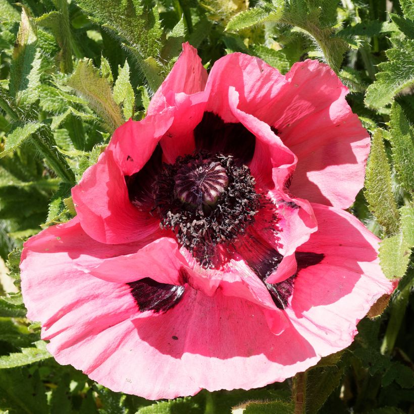 Pavot d'Orient Lilac Girl - Papaver orientale (Floraison)