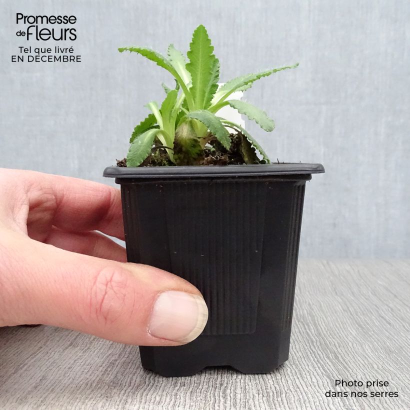 Spécimen de Pavot d'Orient Manhattan - Papaver orientale Godet de 8/9 cm tel que livré en hiver