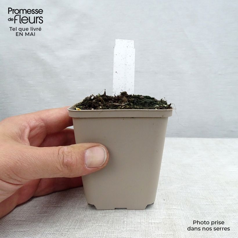 Spécimen de Pavot d'Orient Perry's White - Papaver orientale Godet de 8/9 cm tel que livré au printemps
