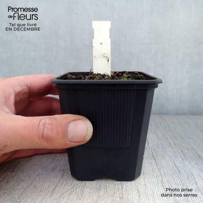 Spécimen de Pavot d'Orient - Papaver orientale Perry's White tel que livré en hiver