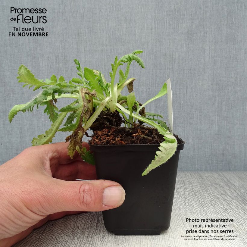 Spécimen de Pavot d'Orient Picotee - Papaver orientale Godet de 8/9 cm tel que livré en automne