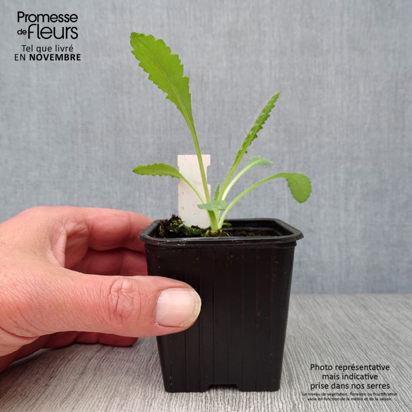 Spécimen de Pavot d'Orient Royal Chocolate Distinction - Papaver orientale Godet de 8/9 cm tel que livré en automne