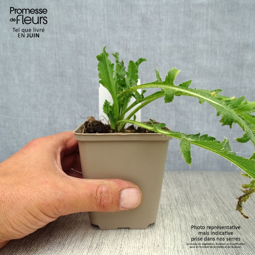 Spécimen de Pavot d'Orient Royal Wedding - Papaver orientale Godet de 7/8 cm tel que livré en été