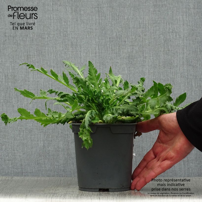 Spécimen de Pavot d'Orient Royal Wedding - Papaver orientale Pot de 2L/3L tel que livré au printemps