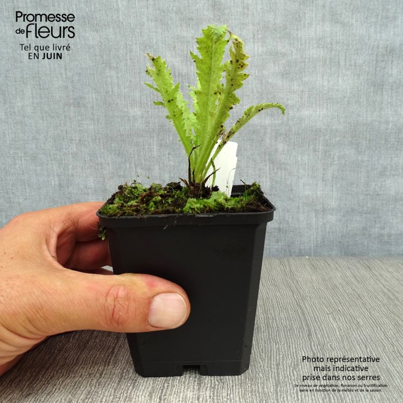Spécimen de Pavot d'Orient Türkenlouis - Papaver orientale Godet de 8/9 cm tel que livré en été