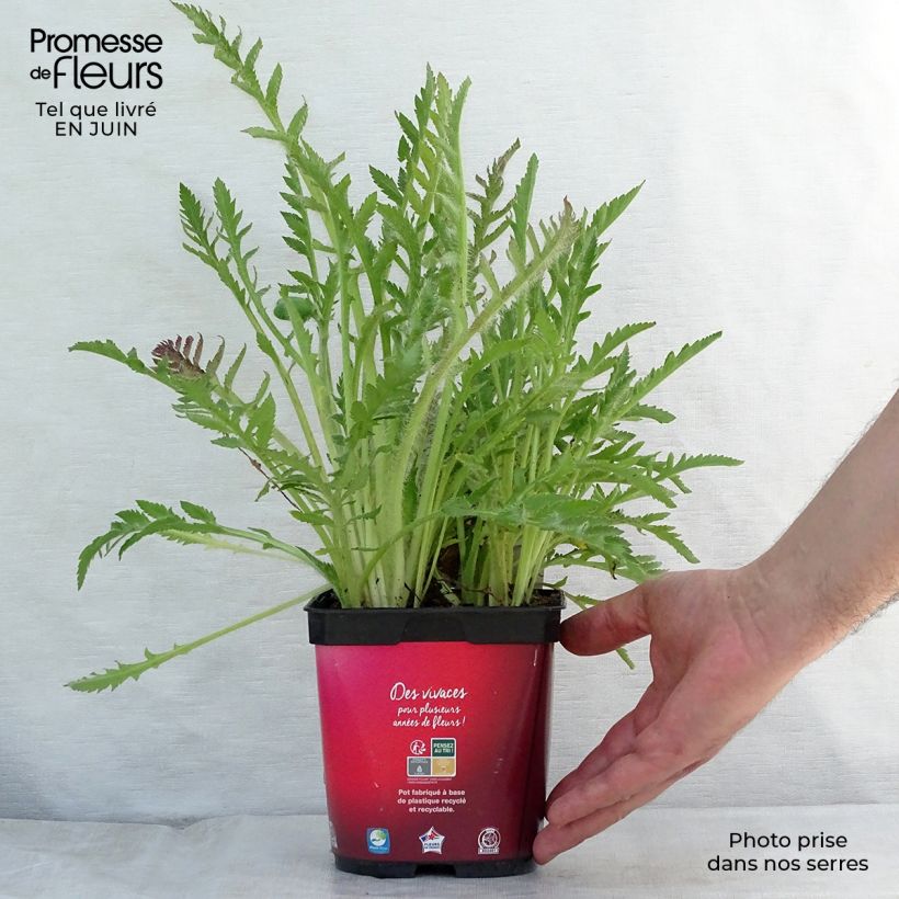Spécimen de Pavot d'Orient rouge - Papaver orientale Allegro Pot de 2L/3L tel que livré en été