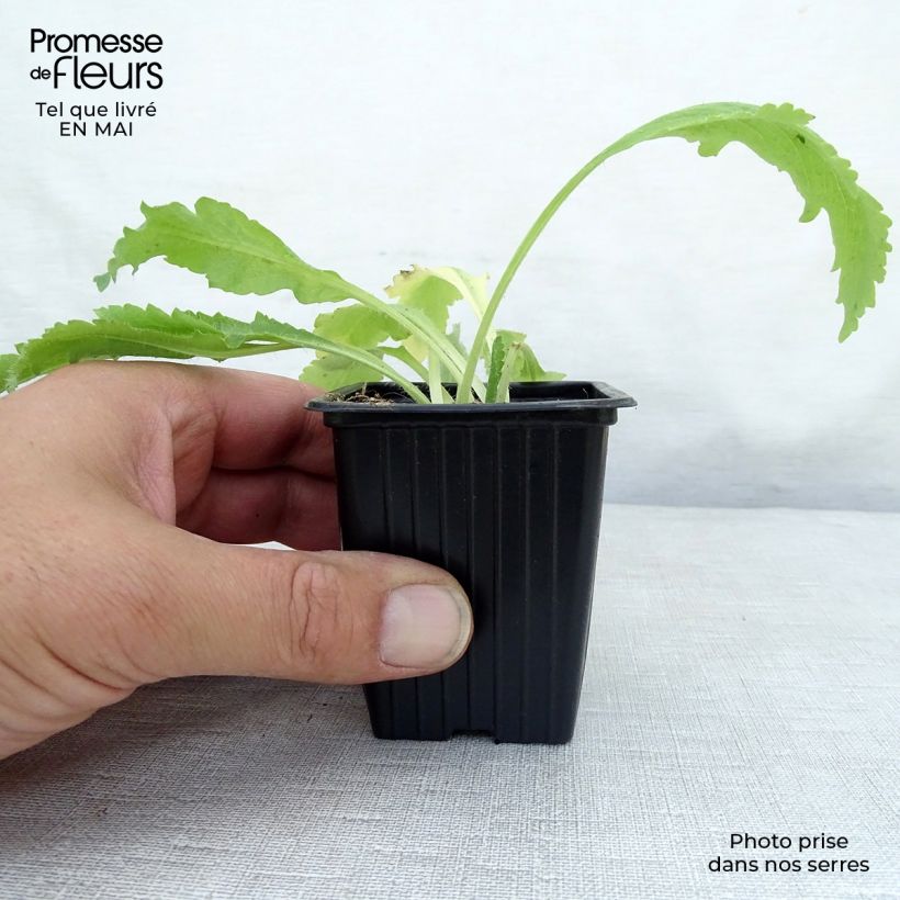 Spécimen de Pavot d'Orient rouge - Papaver orientale Allegro en godet de 9 cm tel que livré au printemps