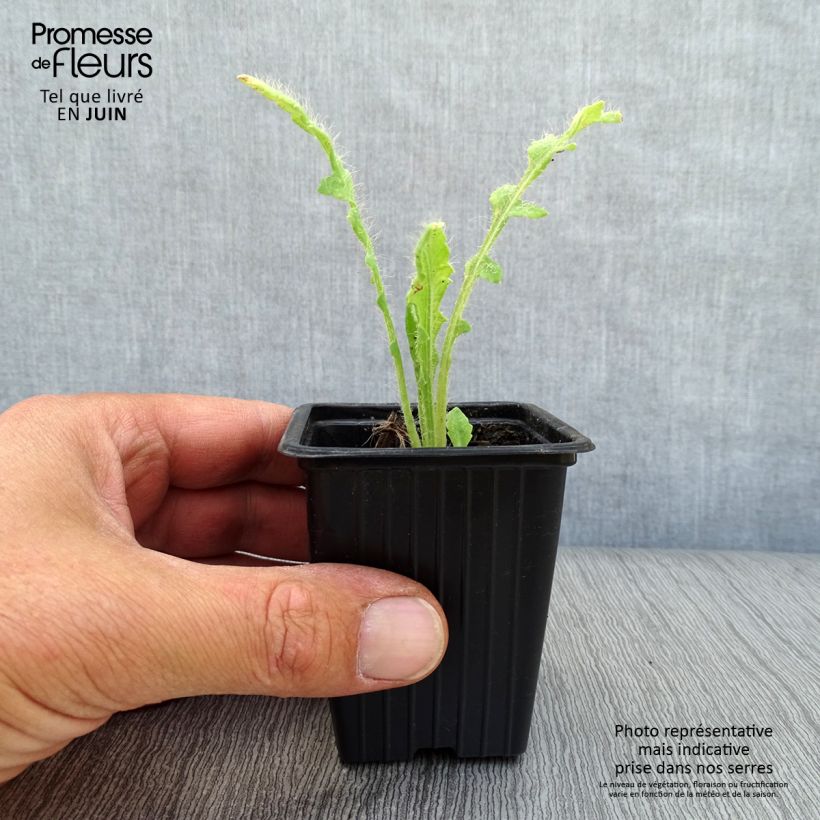 Spécimen de Pavot d'Orient Beauty of Livermere - Papaver orientale Godet de 7/8 cm tel que livré en été