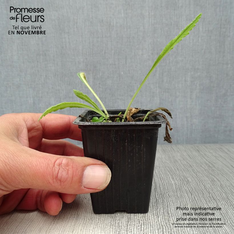 Spécimen de Pavot d'Orient Brilliant- Papaver orientale Godet de 7/8 cm tel que livré en automne