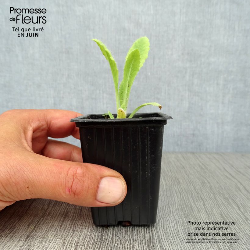 Spécimen de Pavot d'Orient Brilliant- Papaver orientale Godet de 7/8 cm tel que livré en été