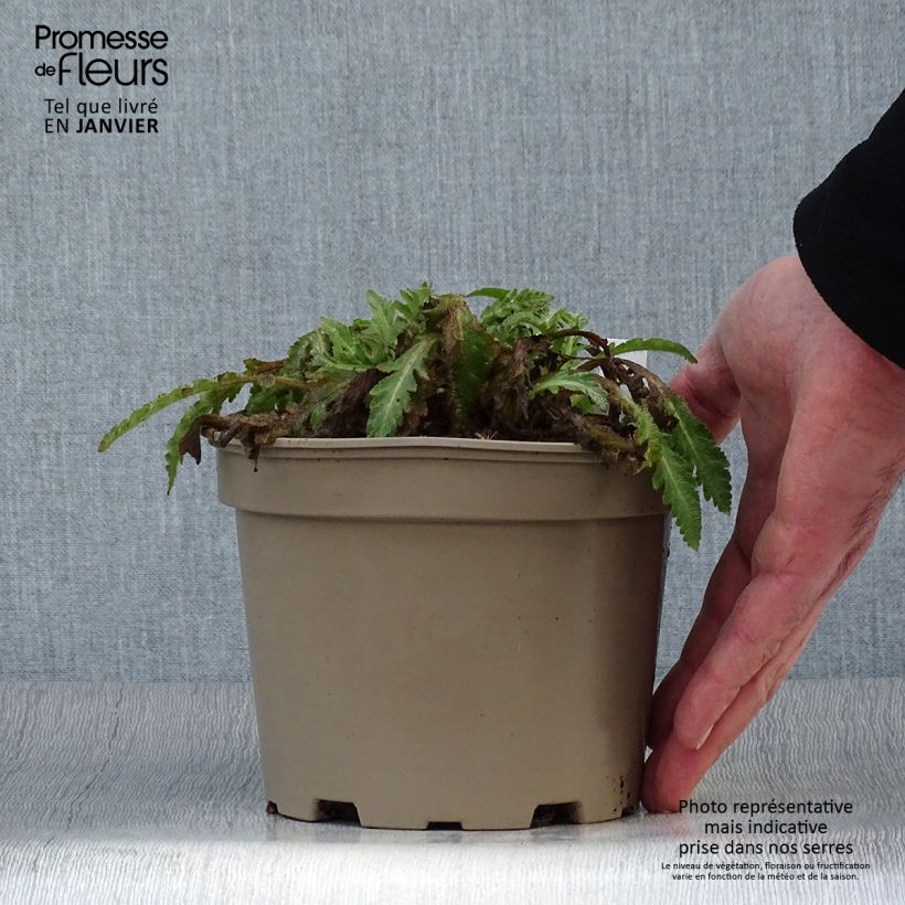 Spécimen de Pavot d'Orient Patty's Plum - Papaver orientale Pot de 2L/3L tel que livré en hiver