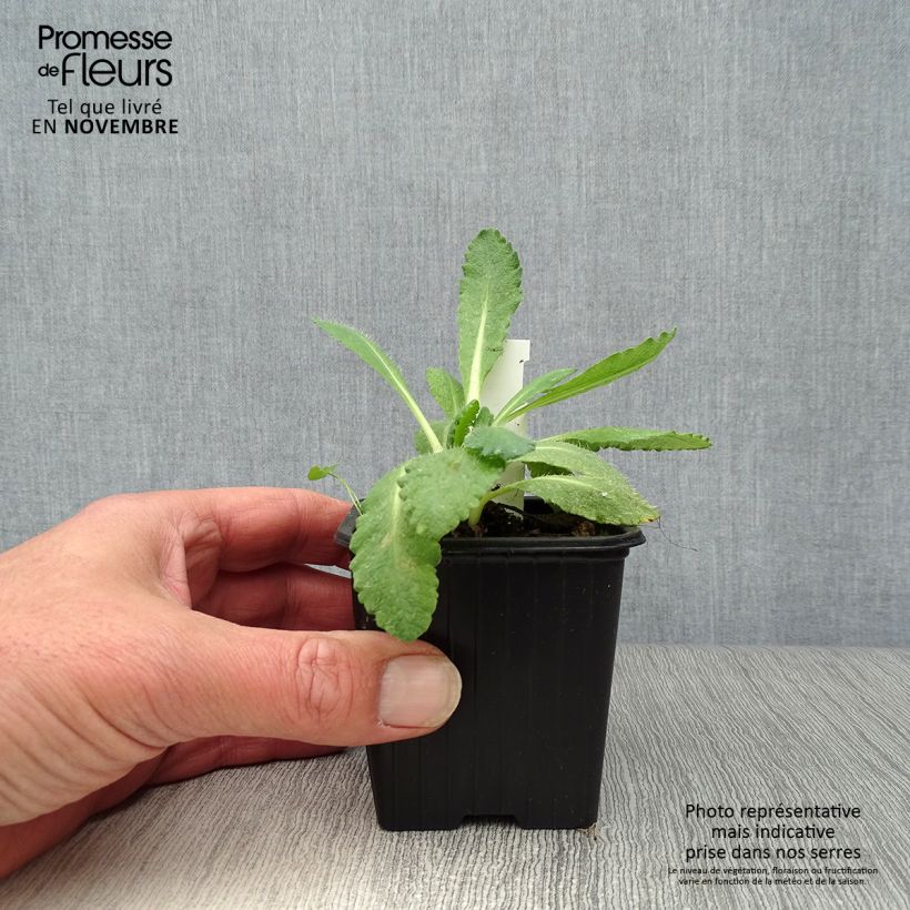 Spécimen de Pavot d'Orient Perry's White - Papaver orientale Godet de 8/9 cm tel que livré en automne