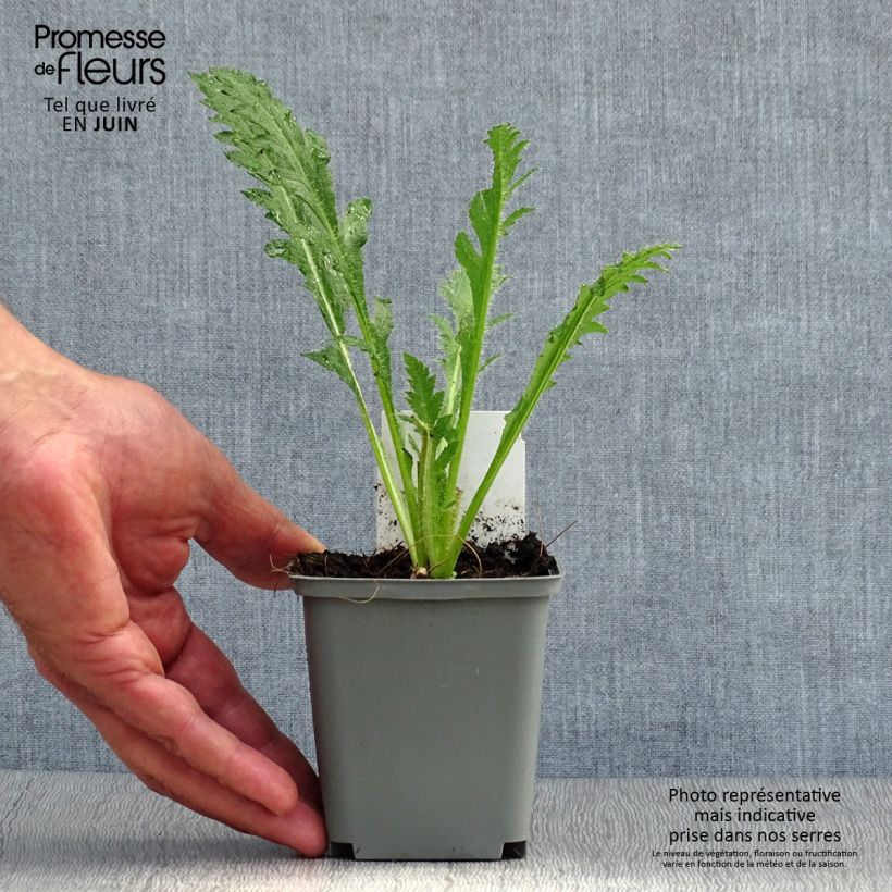 Spécimen de Pavot d'Orient Princess Victoria Louise - Papaver orientale Godet de 7/8 cm tel que livré en été