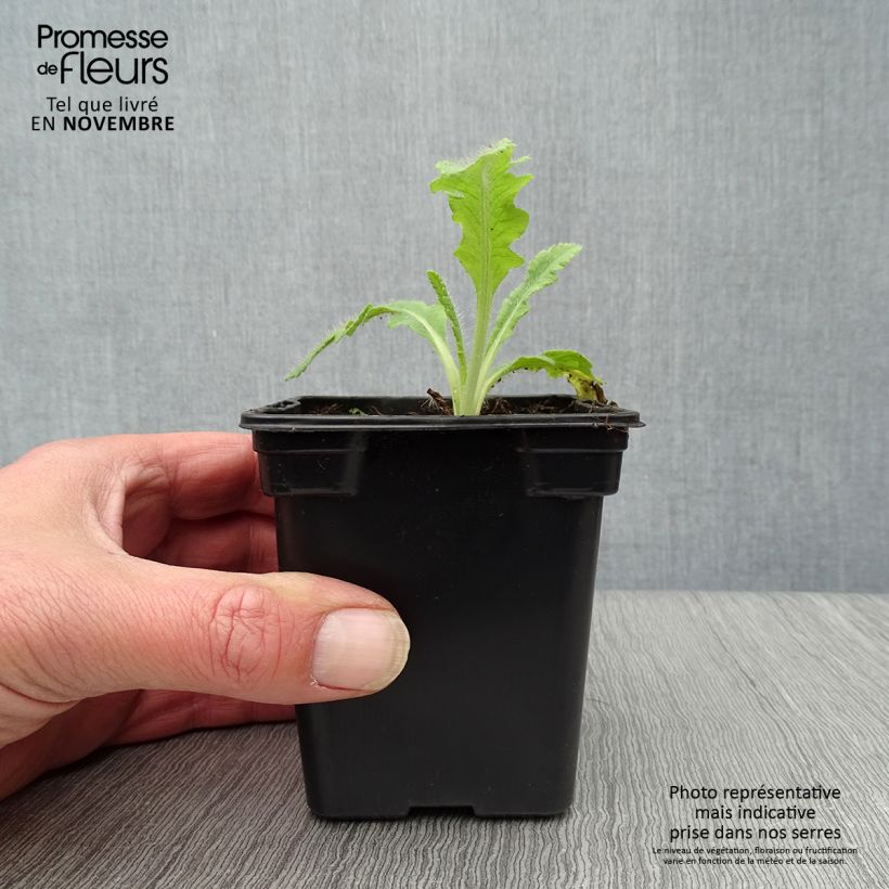 Spécimen de Pavot d'Orient rouge - Papaver orientale Allegro Godet de 7/8 cm tel que livré en automne