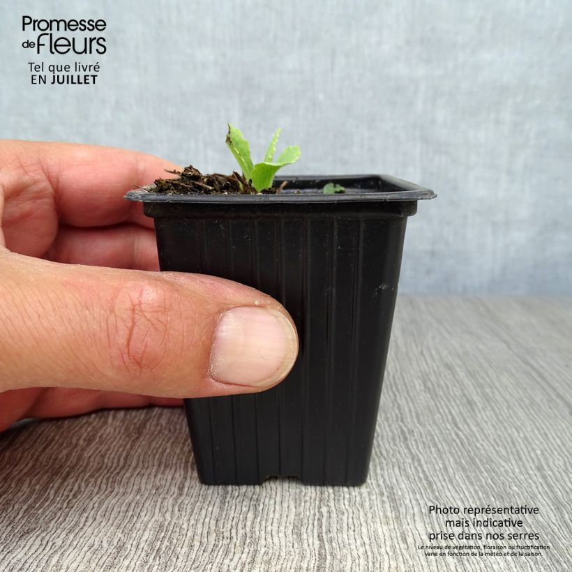 Spécimen de Pavot d'Orient rouge - Papaver orientale Allegro Godet de 7/8 cm tel que livré en été