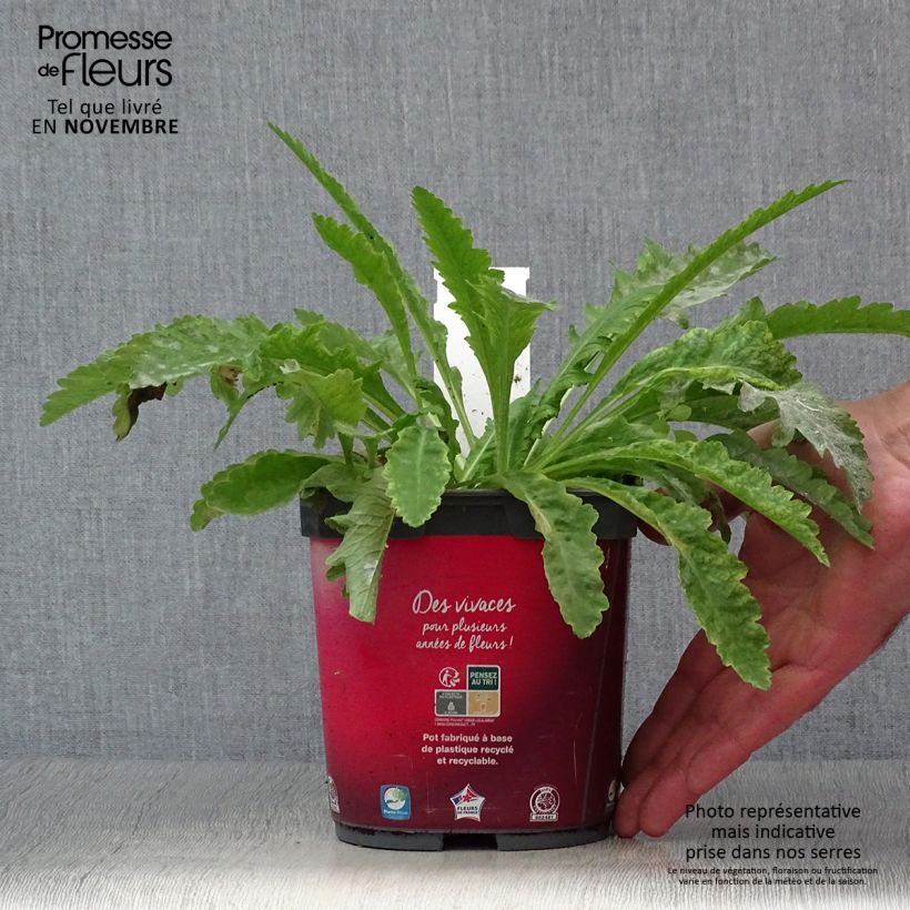 Spécimen de Pavot d'Orient rouge - Papaver orientale Allegro Pot de 2L/3L tel que livré en automne
