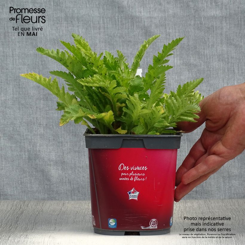 Spécimen de Pavot d'Orient rouge - Papaver orientale Allegro en pot de 2/3 litres tel que livré au printemps