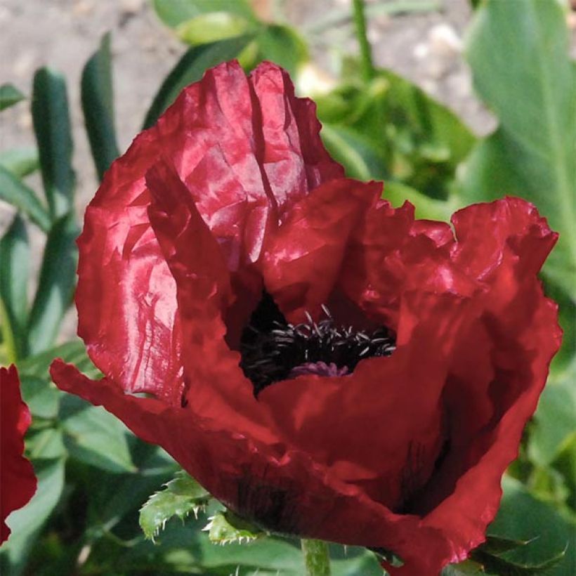 Pavot d'Orient Royal Chocolate Distinction - Papaver orientale (Floraison)