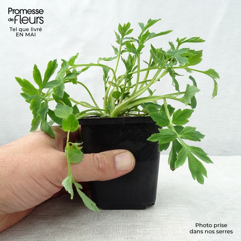Spécimen de Pavot du Pays de Galles - Meconopsis cambrica Godet de 9cm tel que livré au printemps