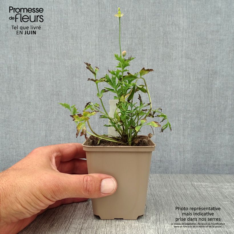 Spécimen de Pavot du Pays de Galles - Meconopsis cambrica Godet de 8/9 cm tel que livré en été