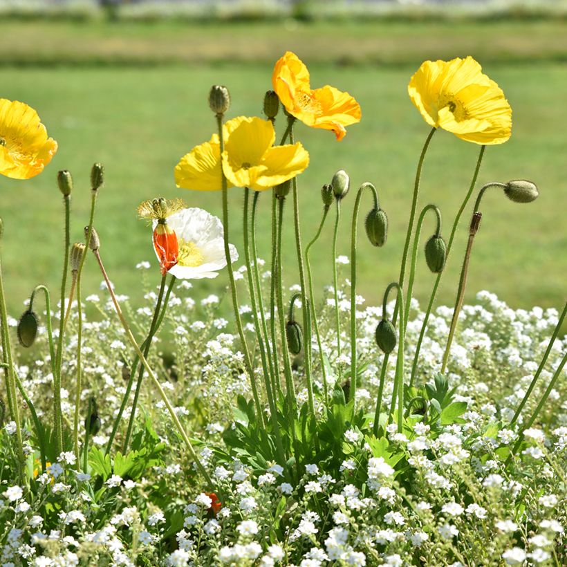 Pavot du Pays de Galles - Meconopsis cambrica (Port)