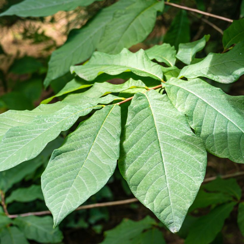 Asimina triloba Allegheny - Pawpaw (Feuillage)