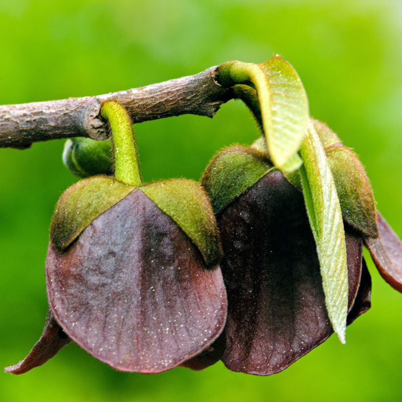 Asimina triloba Allegheny - Pawpaw (Floraison)