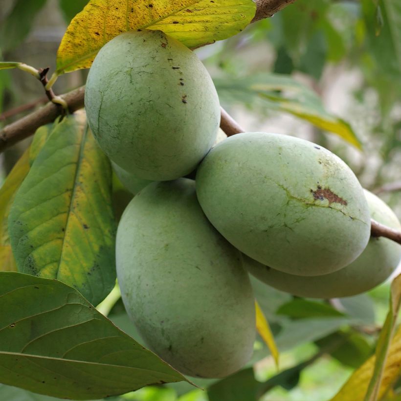 Asimina triloba Allegheny - Pawpaw (Récolte)