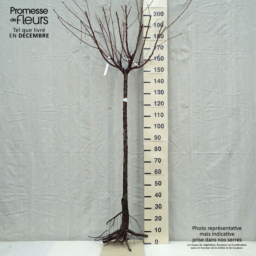 Spécimen de Pêcher Andromède - Prunus persica tel que livré en hiver