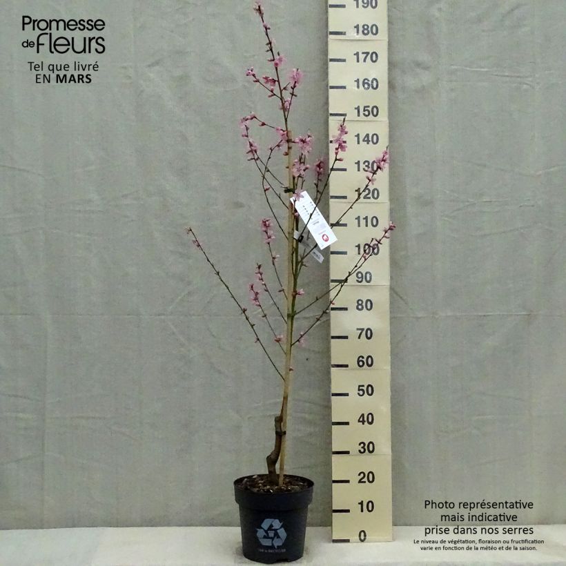 Spécimen de Pêcher Bénédicte - Prunus persica tel que livré au printemps