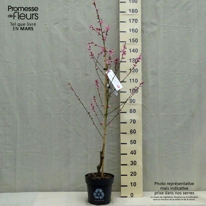 Spécimen de Pêcher Bénédicte - Prunus persica Pot de 10L tel que livré au printemps