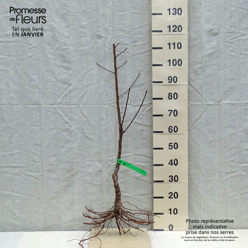 Spécimen de Pêcher Charles Ingouf - Prunus persica Bio tel que livré en hiver