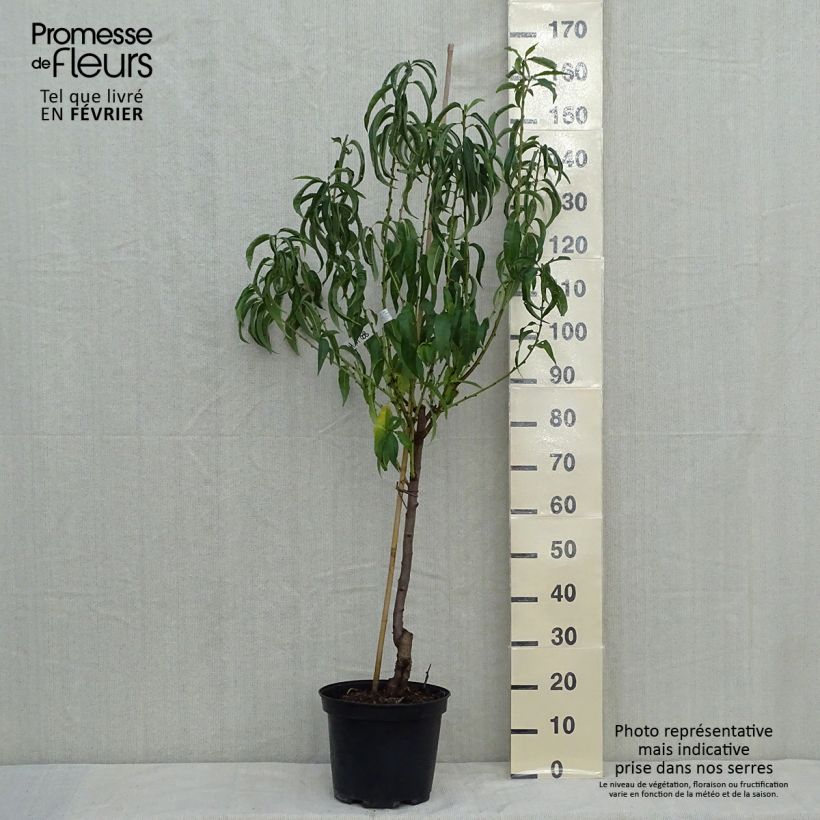 Spécimen de Pêcher Charles Ingouf - Prunus persica Pot de 7,5L/10L, Gobelet tel que livré en automne