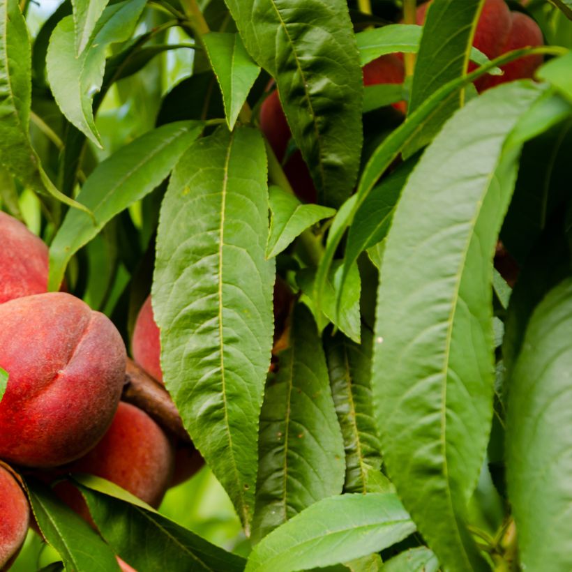 Pêcher Charles Ingouf - Prunus persica (Feuillage)