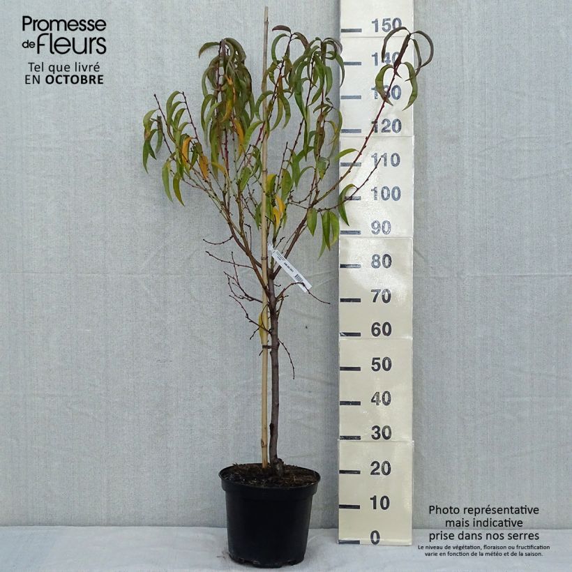 Spécimen de Pêcher Dixired Pot de 7,5L/10L, Gobelet tel que livré en automne