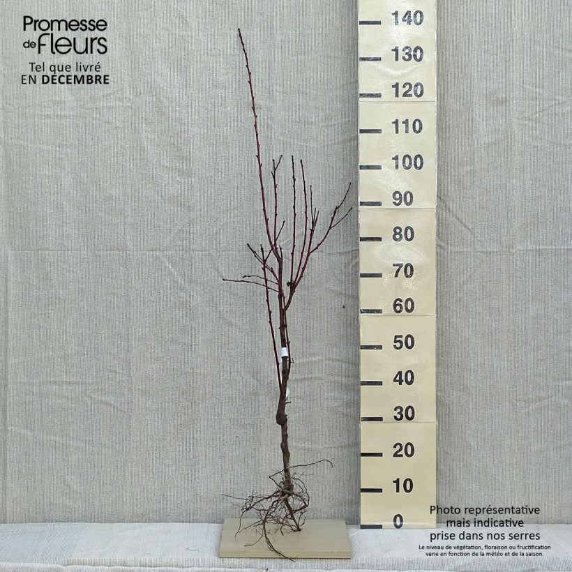 Spécimen de Pêcher Fertile de Septembre - Prunus persica en racines nues tel que livré en hiver