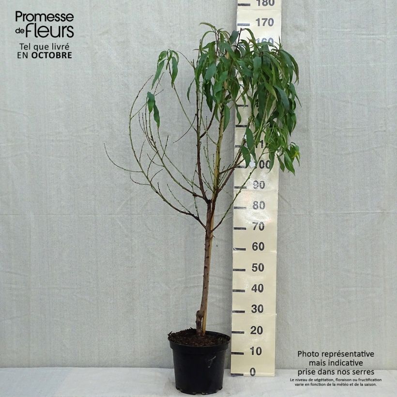 Spécimen de Pêcher Grosse Mignonne - Gobelet en pot de 7,5/10L tel que livré en automne