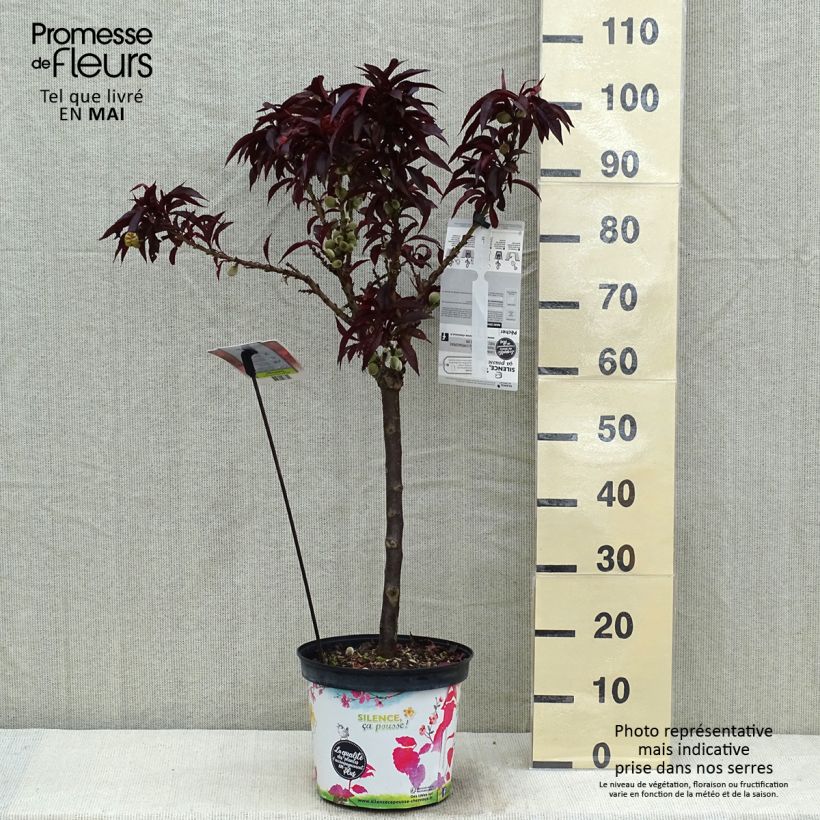 Spécimen de Pêcher - Prunus persica Nain Crimson Bonfire en pot de 6L tel que livré au printemps