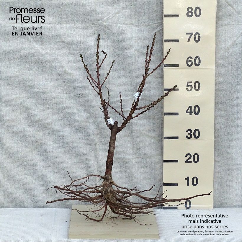 Spécimen de Pêcher - Prunus persica Nain Crimson Bonfire en racines nues tel que livré en hiver