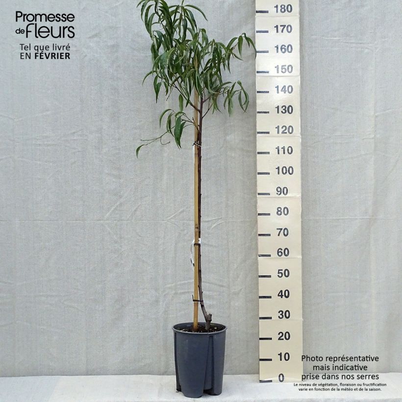 Spécimen de Pêcher - Prunus persica Sanguine Pot de 7,5L/10L, Demi-Tige tel que livré en automne